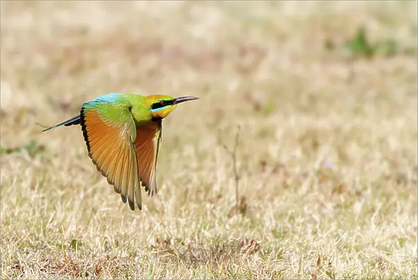 Rainbow Bee-eater in flight