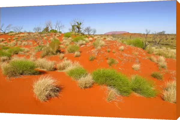 Red desert sand dunes. Outback Australia