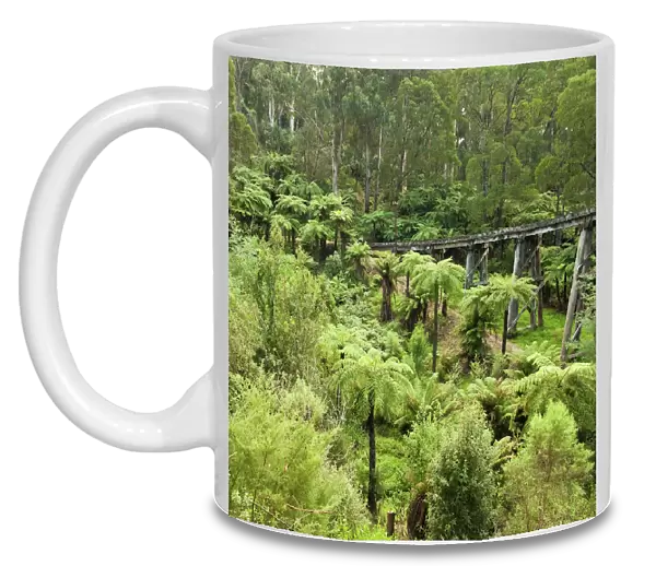 Temperate rainforest of Dandenong Ranges