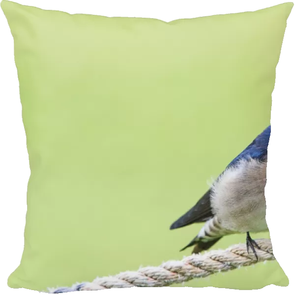 Swallow on a rope