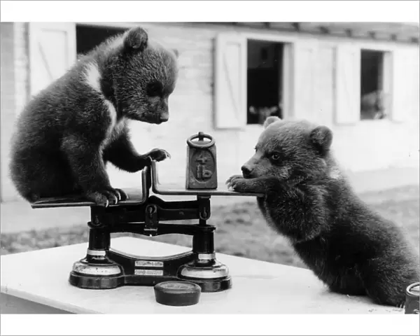 Bear Cubs. 3rd May 1962: Two brown bear cubs from a litter of triplets