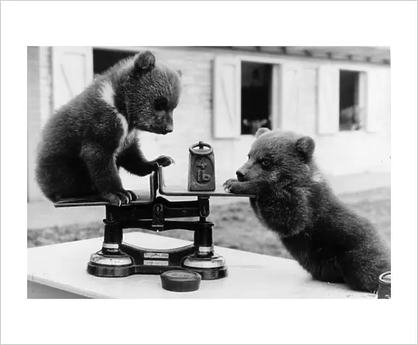 Bear Cubs. 3rd May 1962: Two brown bear cubs from a litter of triplets