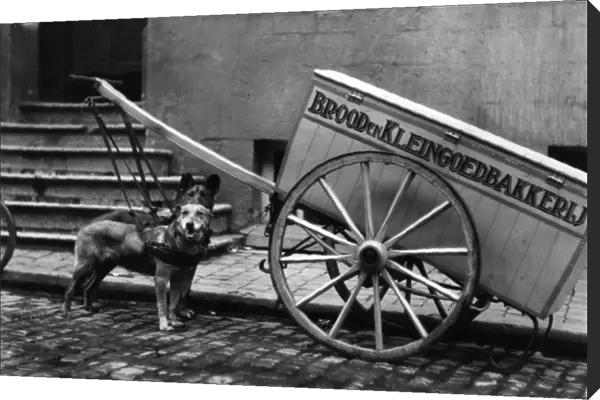 Bruges Dog Cart