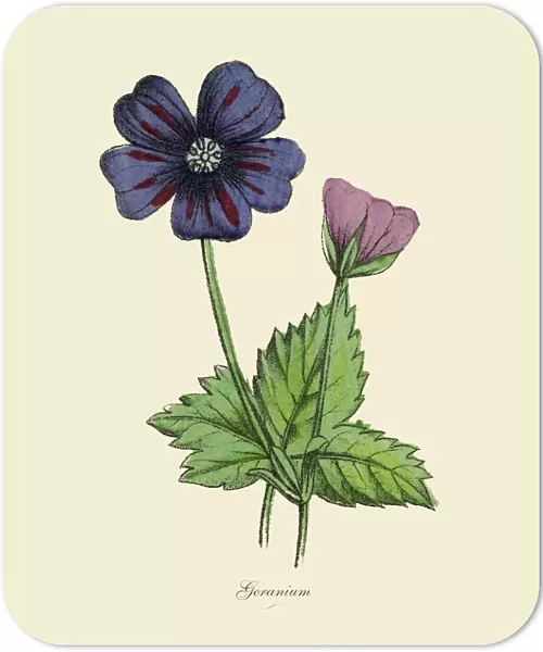 Geranium Plants, Victorian Botanical Illustration