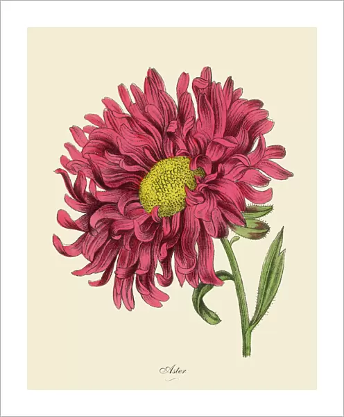 Aster or Star Plant, Victorian Botanical Illustration
