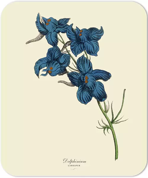 Delphinium or Larkspur Plant, Victorian Botanical Illustration