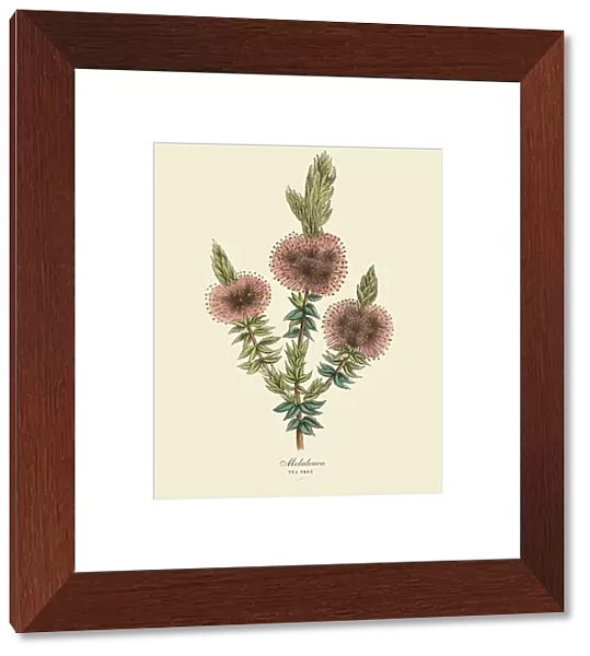 Melaleuca or Tea Tree Plant, Victorian Botanical Illustration