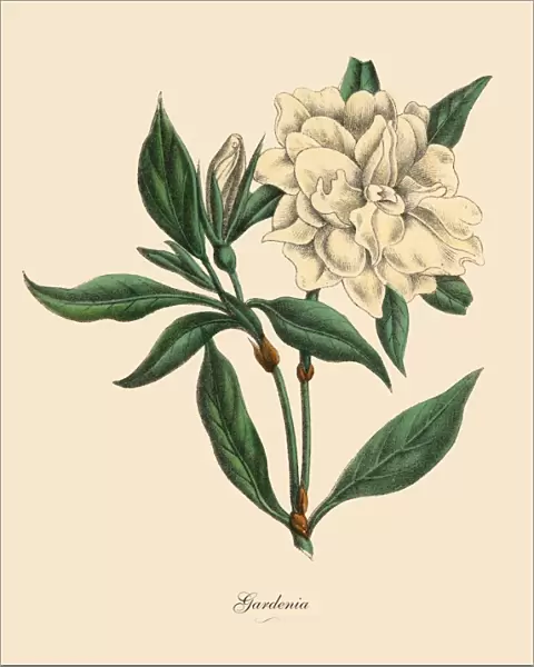 Gardenia Plant, Victorian Botanical Illustration