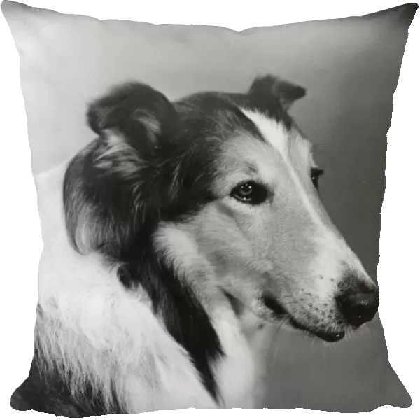 Lassie. circa 1950: Lassie, the acting dog who performed almost like a