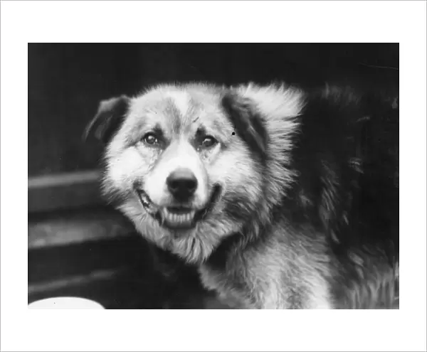 Husky Dog Chosen For Sir Ernest Shackletons Trans-Antarctic Expedition