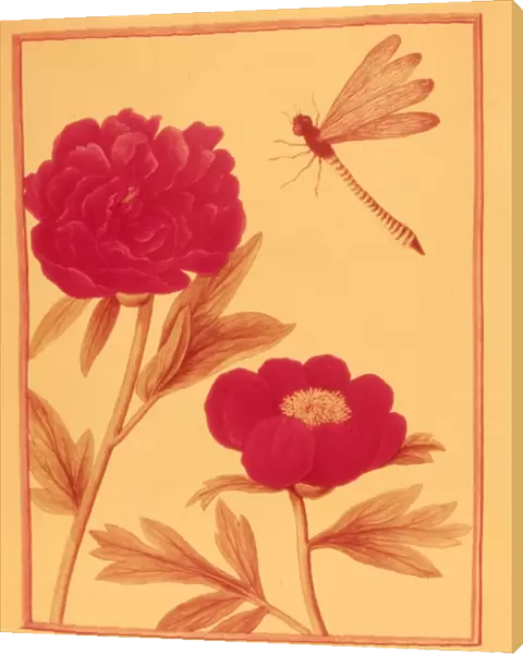 Peonies. circa 1775: Two peonies and a dragonfly. (Photo by Hulton Archive / Getty Images)