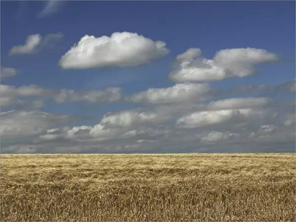 a barley field in east cork in munster region
