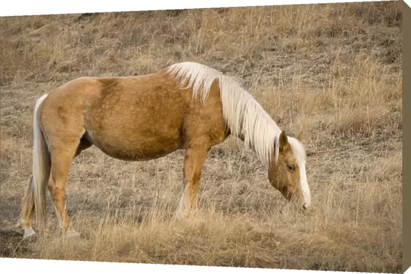 A Brown Horse Feeding On Grass