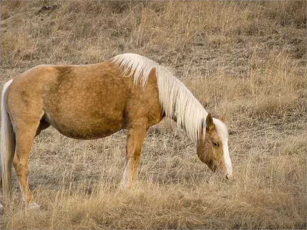 A Brown Horse Feeding On Grass