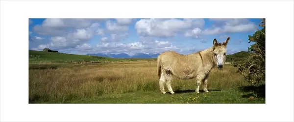Connemara, County Galway, Ireland, Donkey
