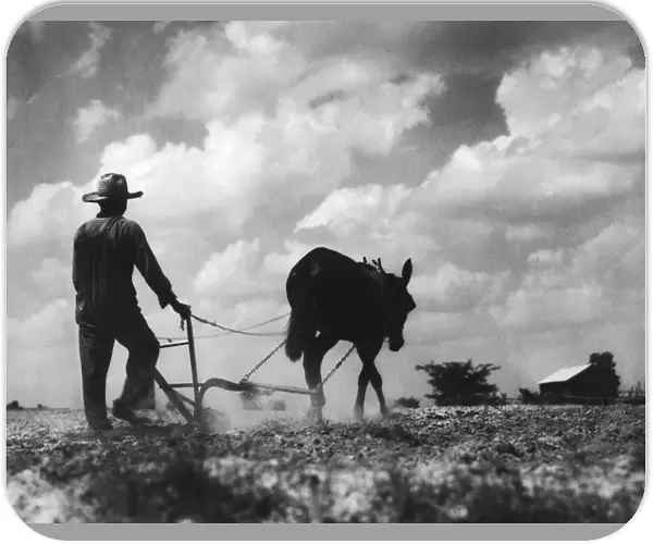 Farmer And Mule
