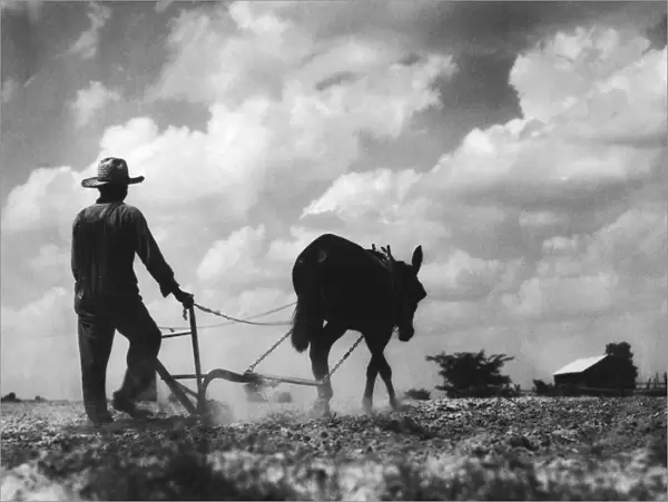 Farmer And Mule
