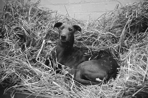 Straw Dog. 12th October 1946: Quare Times, the record-breaking greyhound