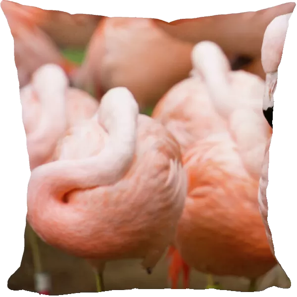 Group of Flamingos, San Francisco, California, USA