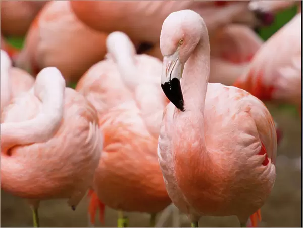 Group of Flamingos, San Francisco, California, USA