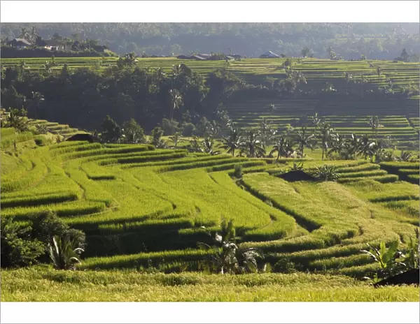 Indonesia, Bali, Rice Fields and Volcanoes