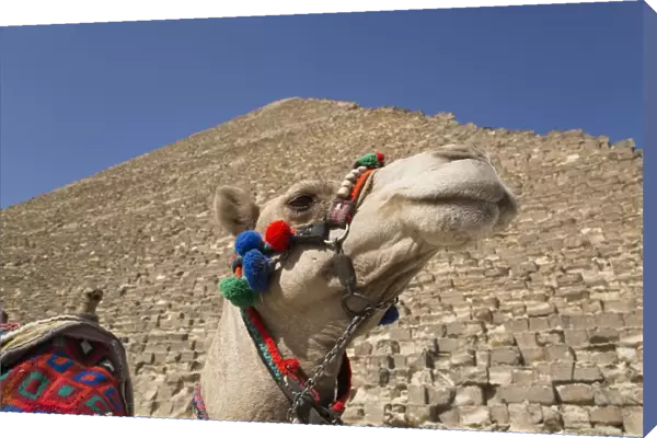 Camel, Great Pyramid of Cheops (background), The Giza Pyramids