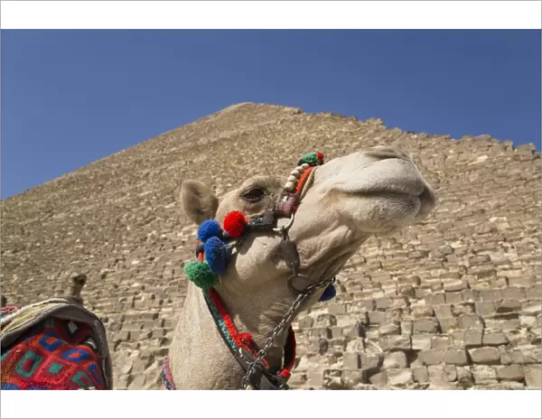 Camel, Great Pyramid of Cheops (background), The Giza Pyramids