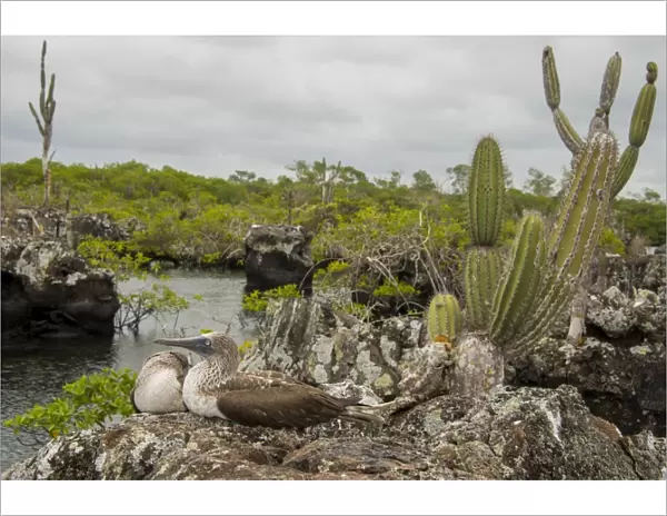 Blue footed boobie at Galapagos