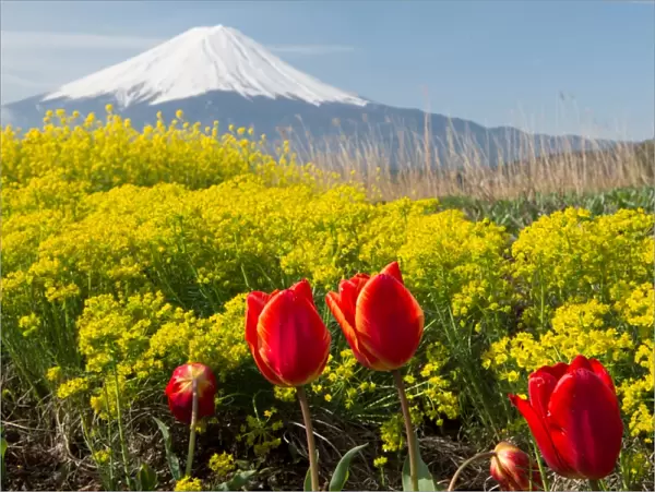 Fuji and spring flowers