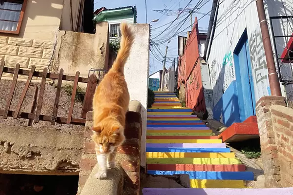 Cat and colorful stairs