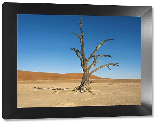 Dead tree in the salt and clay pan, Dead Pan, Sossusvlei, Namib-Naukluft-National Park, Namib Desert, Namibia