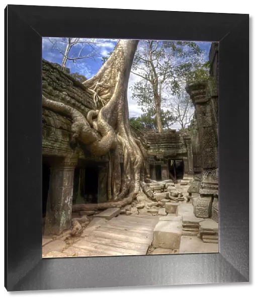 Jungle Temple Cambodia