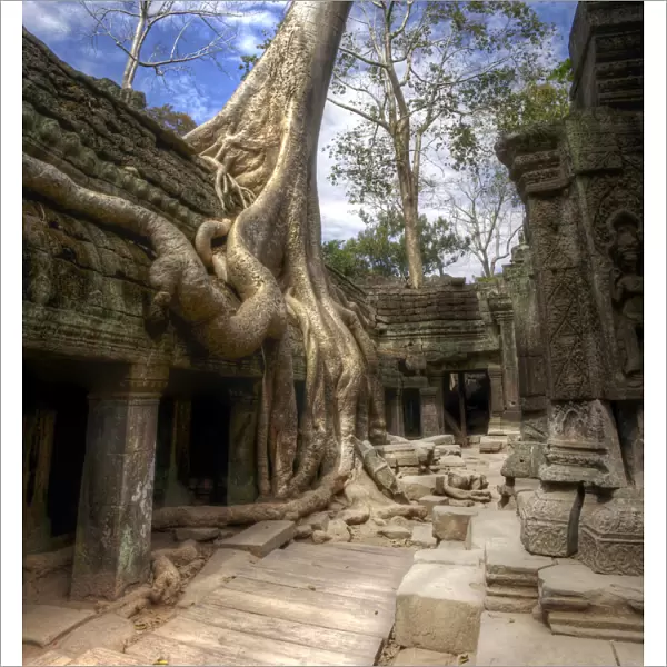 Jungle Temple Cambodia