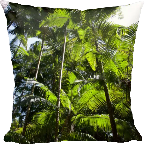 Tropical trees, Fraser Island, Queensland, Australia