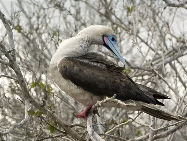 Red-Footed Booby, Galapagos Islands