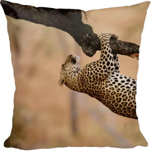 Leopard (Panthera pardus) hanging from tree branch