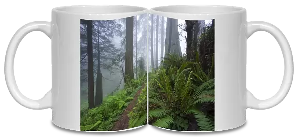 Footpath through Coast redwoods and fog