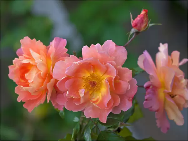 Roses -Rosa-, floweres, Bavaria, Germany