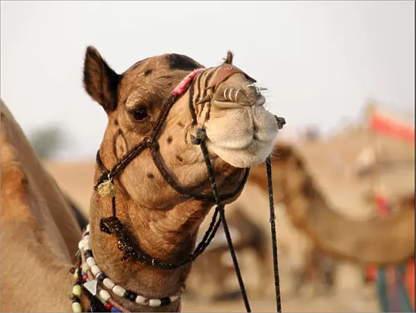Dromedary -Camelus dromedarius-, riding camel, in the Thar Desert, near Jaisalmer, Rajasthan, India