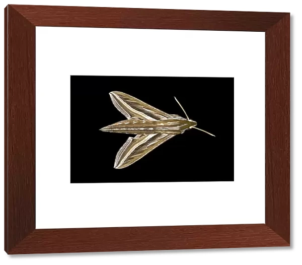 Vine Hawk-Moth or Silver-striped Hawk-Moth -Hippotion celerio-, Oromia Region, Ethiopia
