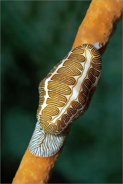Fingerprint Flamingo Tongue -Cyphoma signatum- crawling over sponge, Little Tobago, Trinidad and Tobago