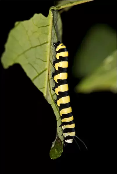 Larva of a glass wing butterfly -Methona spec. possibly Methona confusa-, Tambopata Nature Reserve, Madre de Dios region, Peru