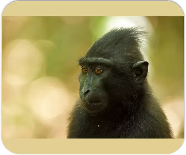 Celebes Crested Macaque -Macaca nigra-, Tangkoko National Park, Sulawesi, Indonesia