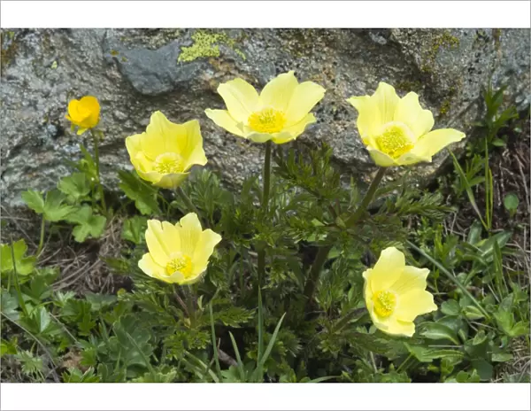 Alpine Anemones or Sulphur Anemones -Pulsatilla alpina ssp. Alpiifolia-, Kaunertal valley, Tyrol, Austria