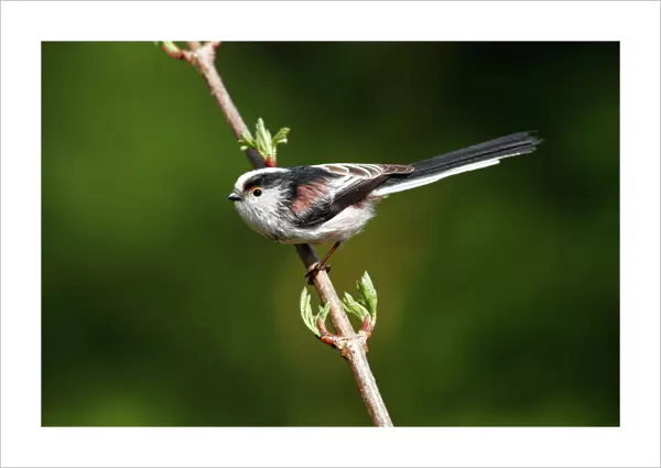Long-tailed tit -Aegithalos caudatus- perched on a branch