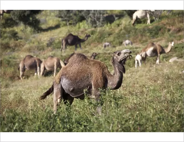 Dromedaries or Arabian Camels -Camelus dromedarius-, Morocco, Africa