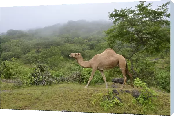 Dromedary -Camelus dromedarius- crossing the green mountains during monsoon season, or Khareef season, Wadi Derbat, near Salalah, Dhofar Region, Oman