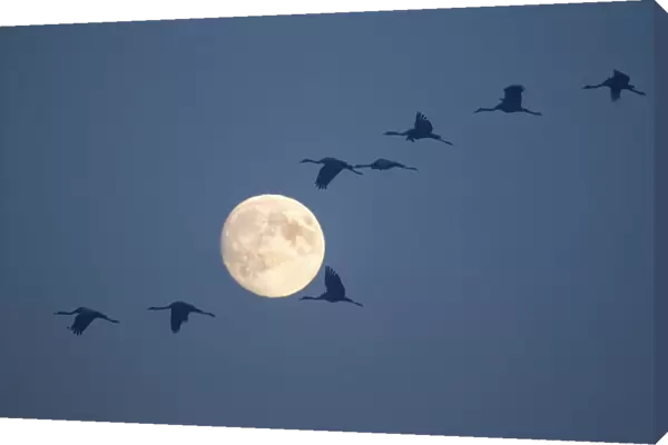 Common Cranes -Grus grus- in flight during a full moon, Hungary