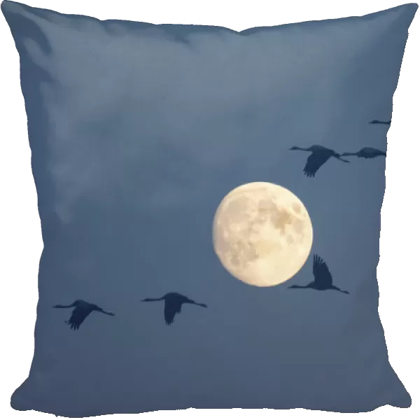 Common Cranes -Grus grus- in flight during a full moon, Hungary