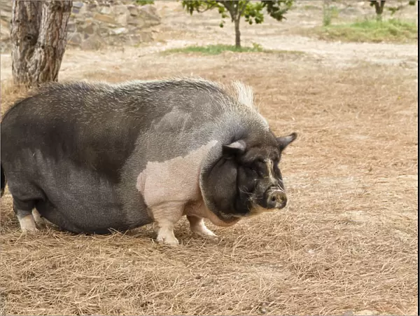 Domestic pig, pot-bellied pig -Sus scrofa domestica-, Portugal, Europe
